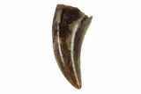 Serrated, Theropod (Raptor) Tooth - Montana #97411-1